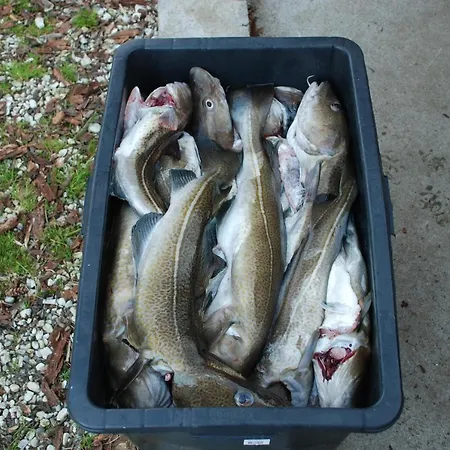 Hytteby - - Thy Campeggio